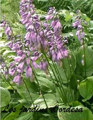 Hosta caerulea 